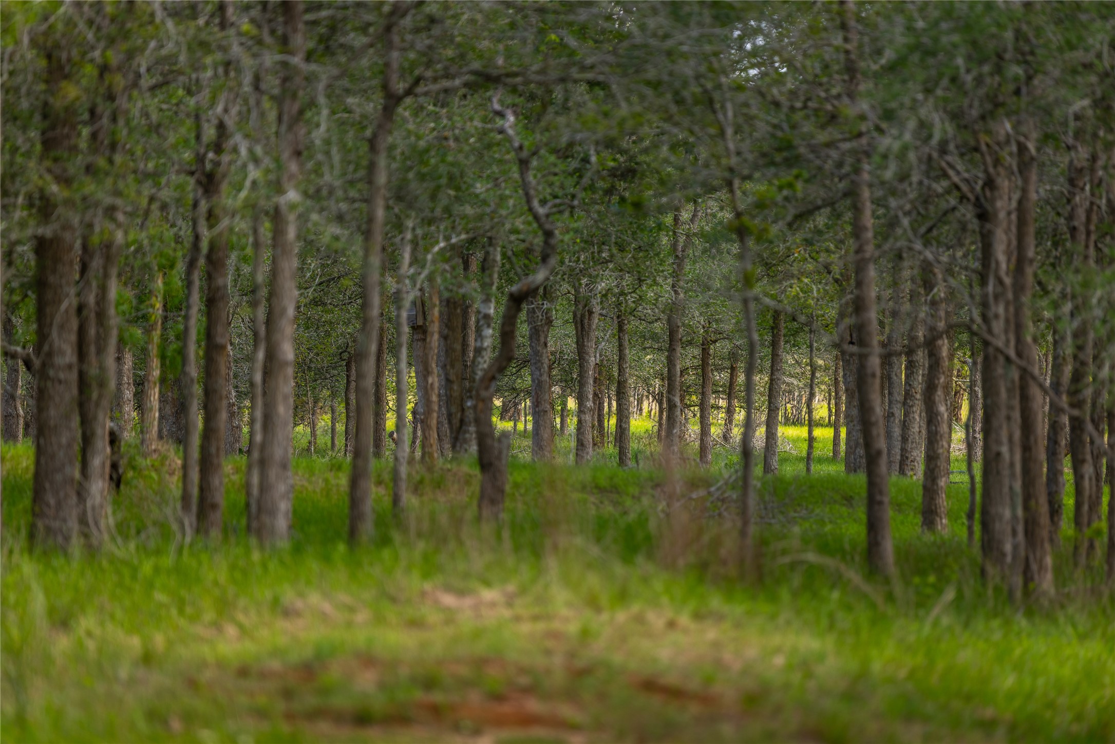 4082 Old Colony Line Road Lockhart, TX 78644 - Photo 24 of 40 A secluded, naturally wooded lot offering privacy and serene green surroundings.