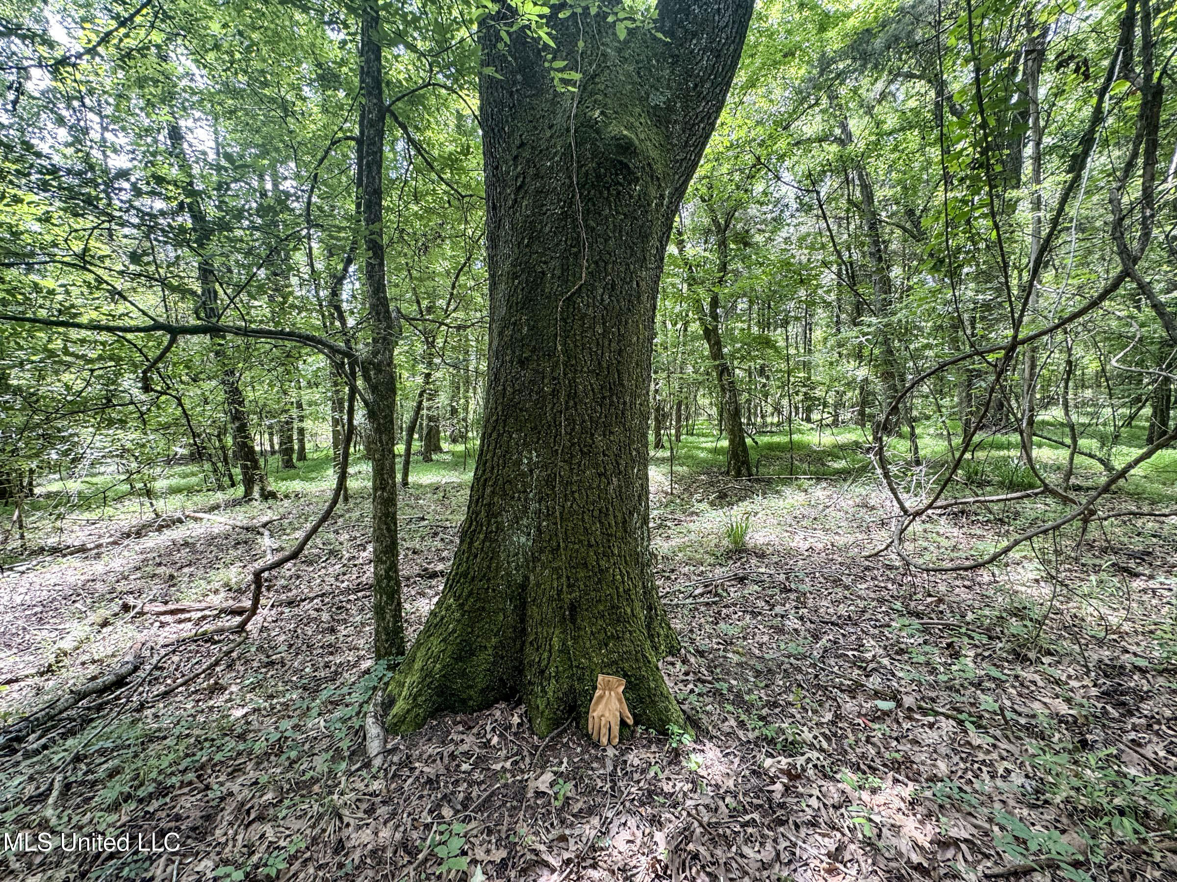 Pine Lodge Road Road Batesville, MS 38606 - Photo 56 of 99 4pleur6