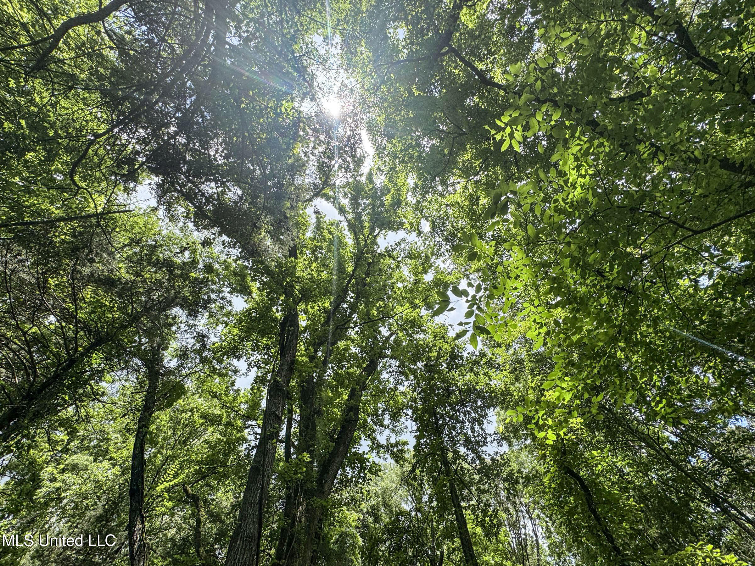 Pine Lodge Road Road Batesville, MS 38606 - Photo 58 of 99 4pleur8