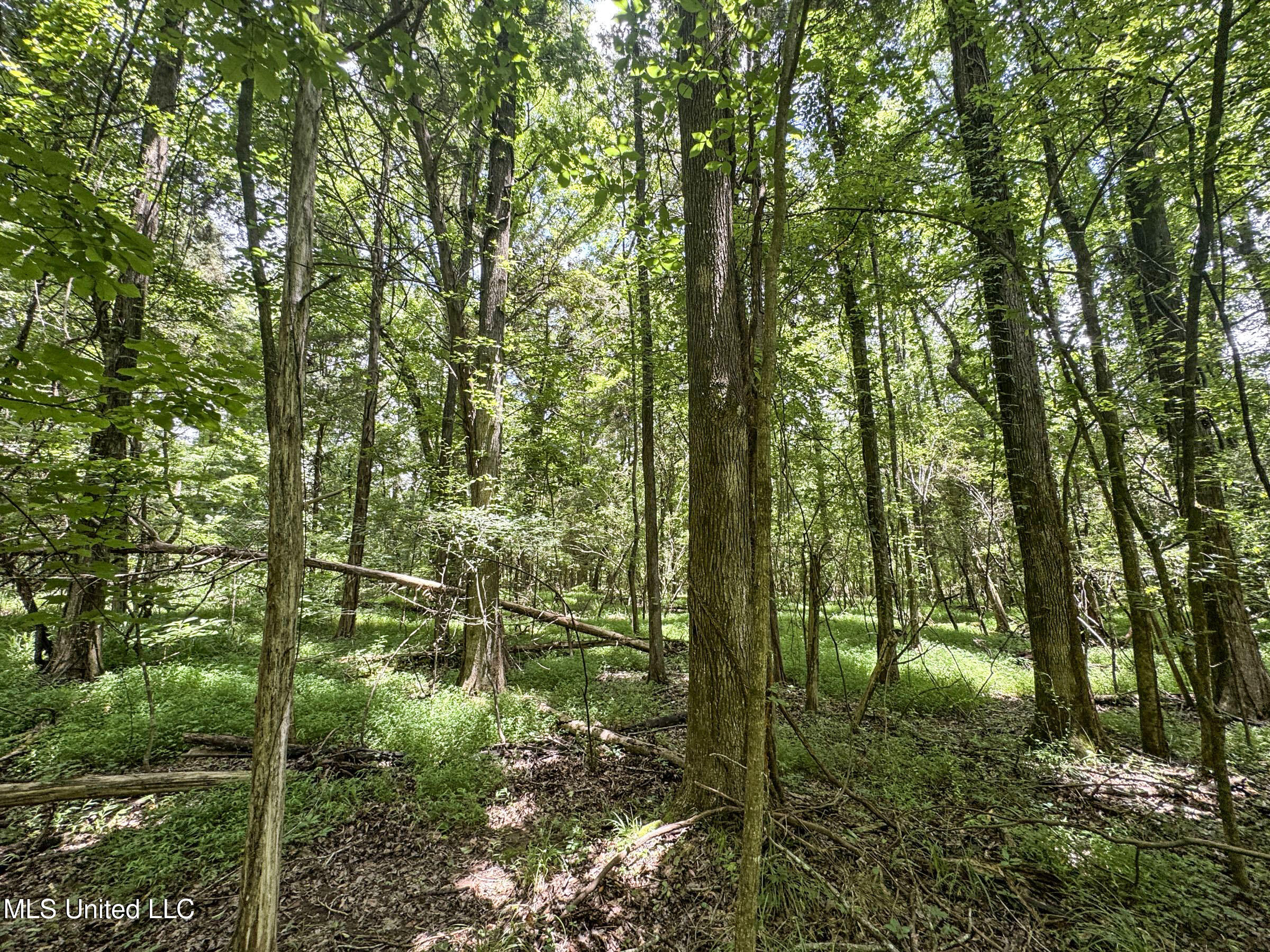 Pine Lodge Road Road Batesville, MS 38606 - Photo 59 of 99 4pleur9