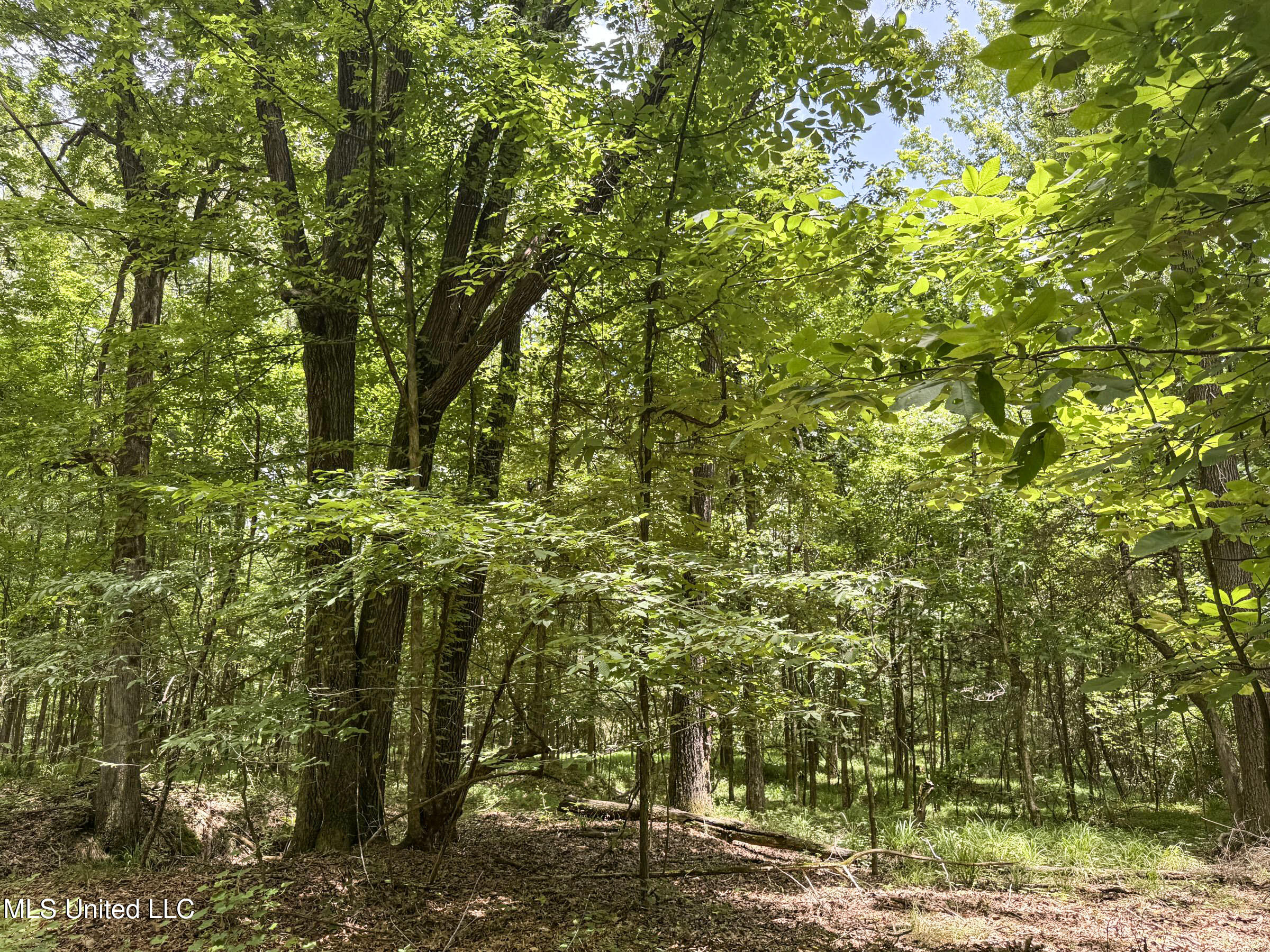 Pine Lodge Road Road Batesville, MS 38606 - Photo 62 of 99 4pleur12