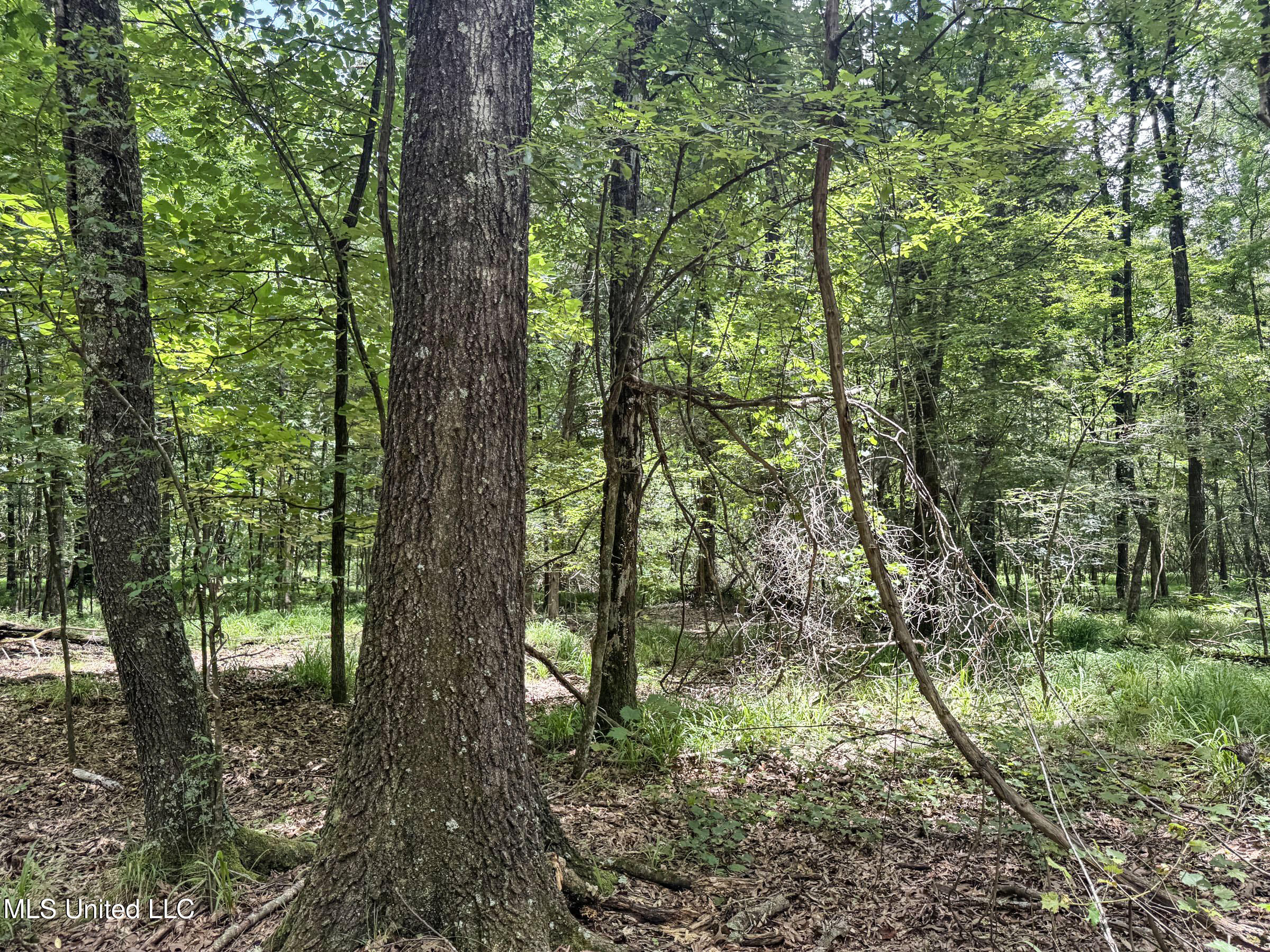 Pine Lodge Road Road Batesville, MS 38606 - Photo 63 of 99 4pleur13