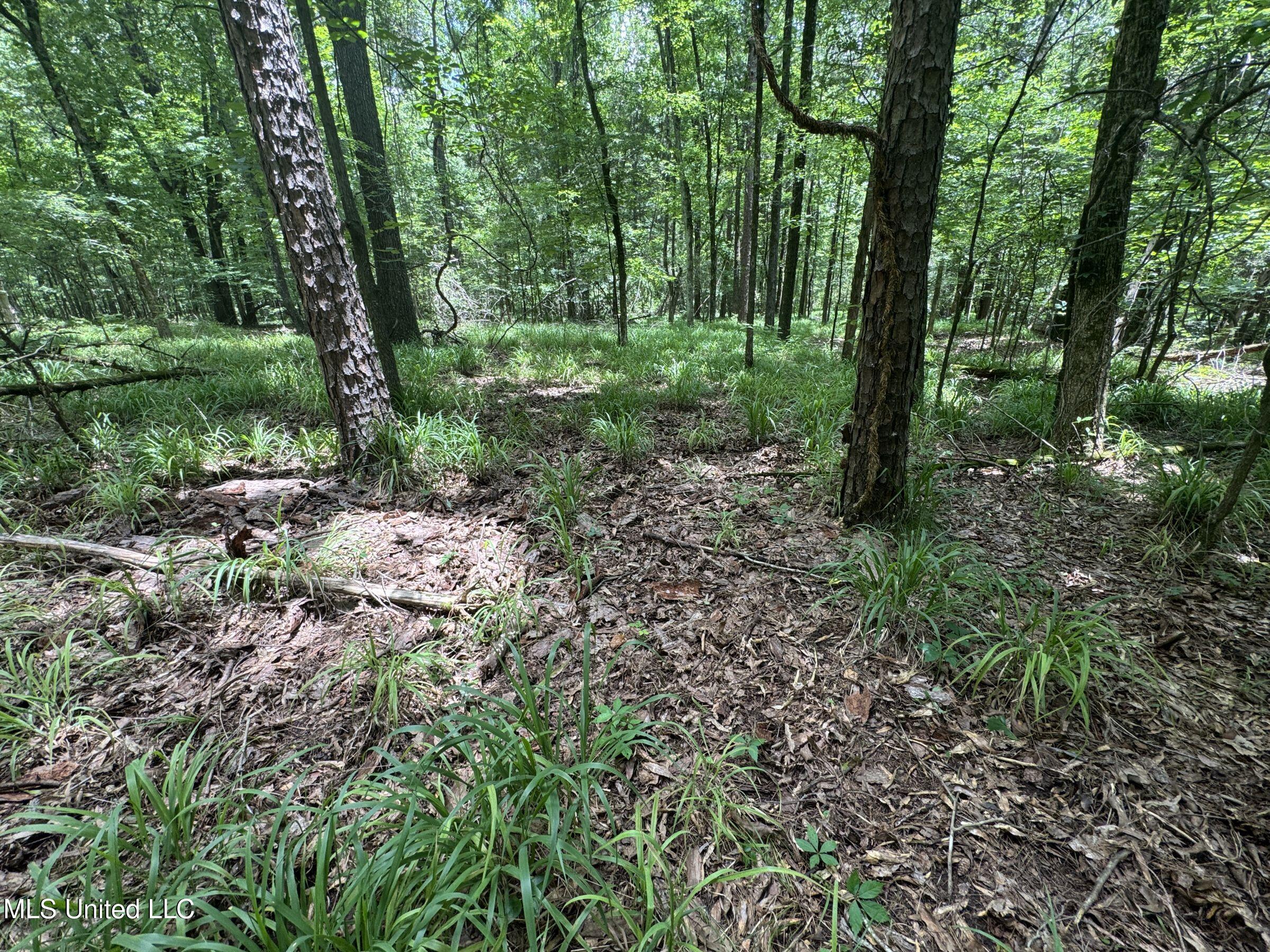 Pine Lodge Road Road Batesville, MS 38606 - Photo 65 of 99 4pleur15