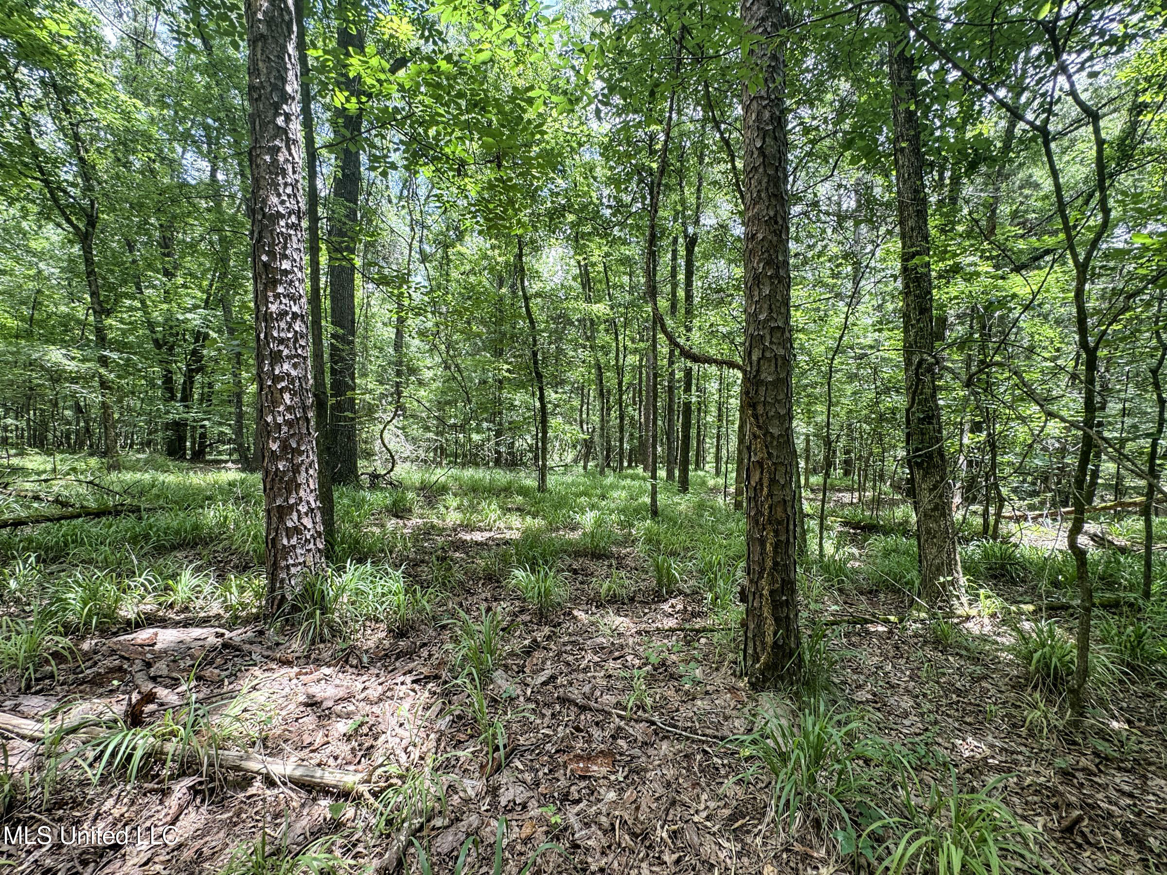 Pine Lodge Road Road Batesville, MS 38606 - Photo 66 of 99 4pleur16