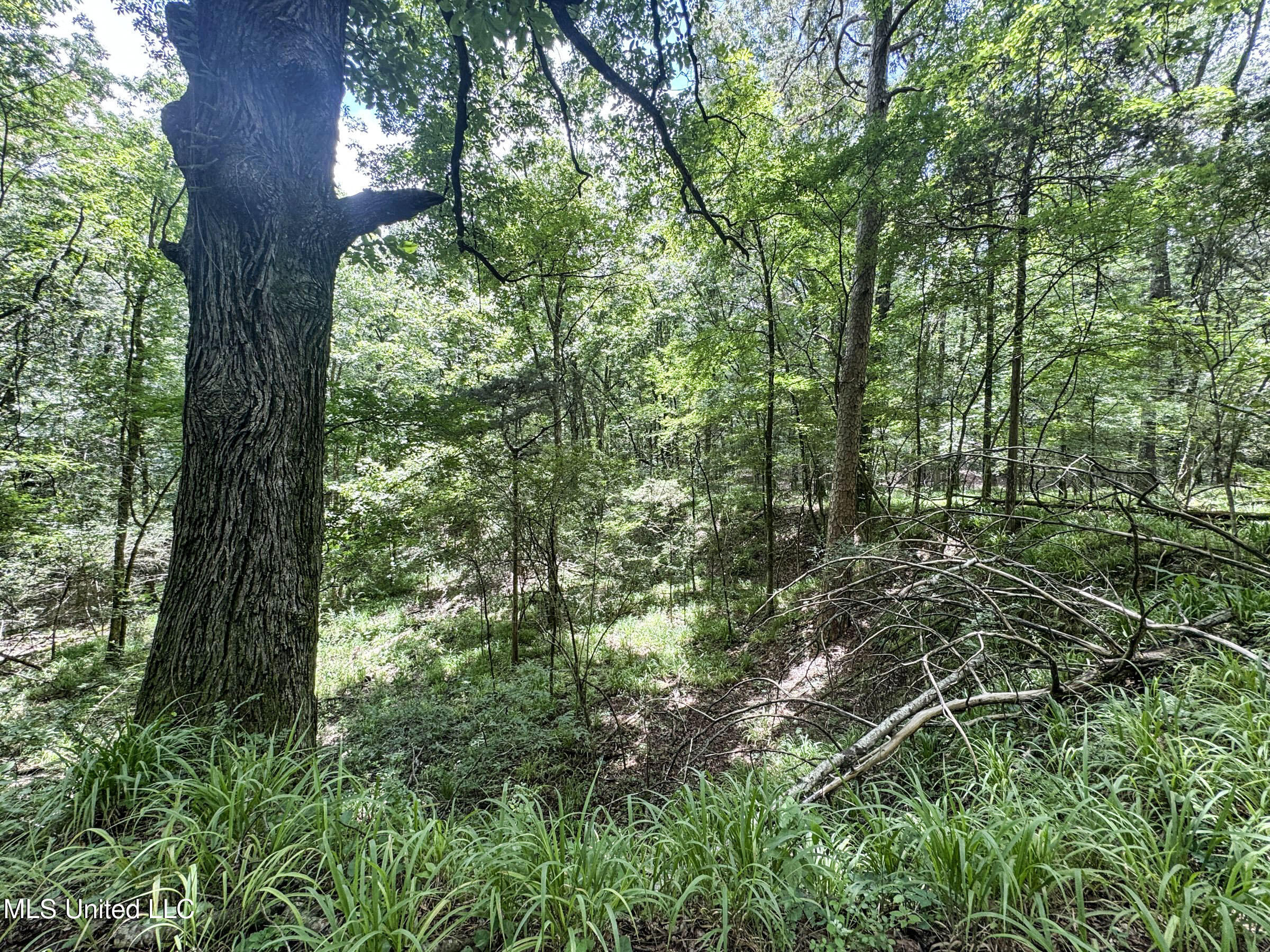 Pine Lodge Road Road Batesville, MS 38606 - Photo 67 of 99 4pleur17