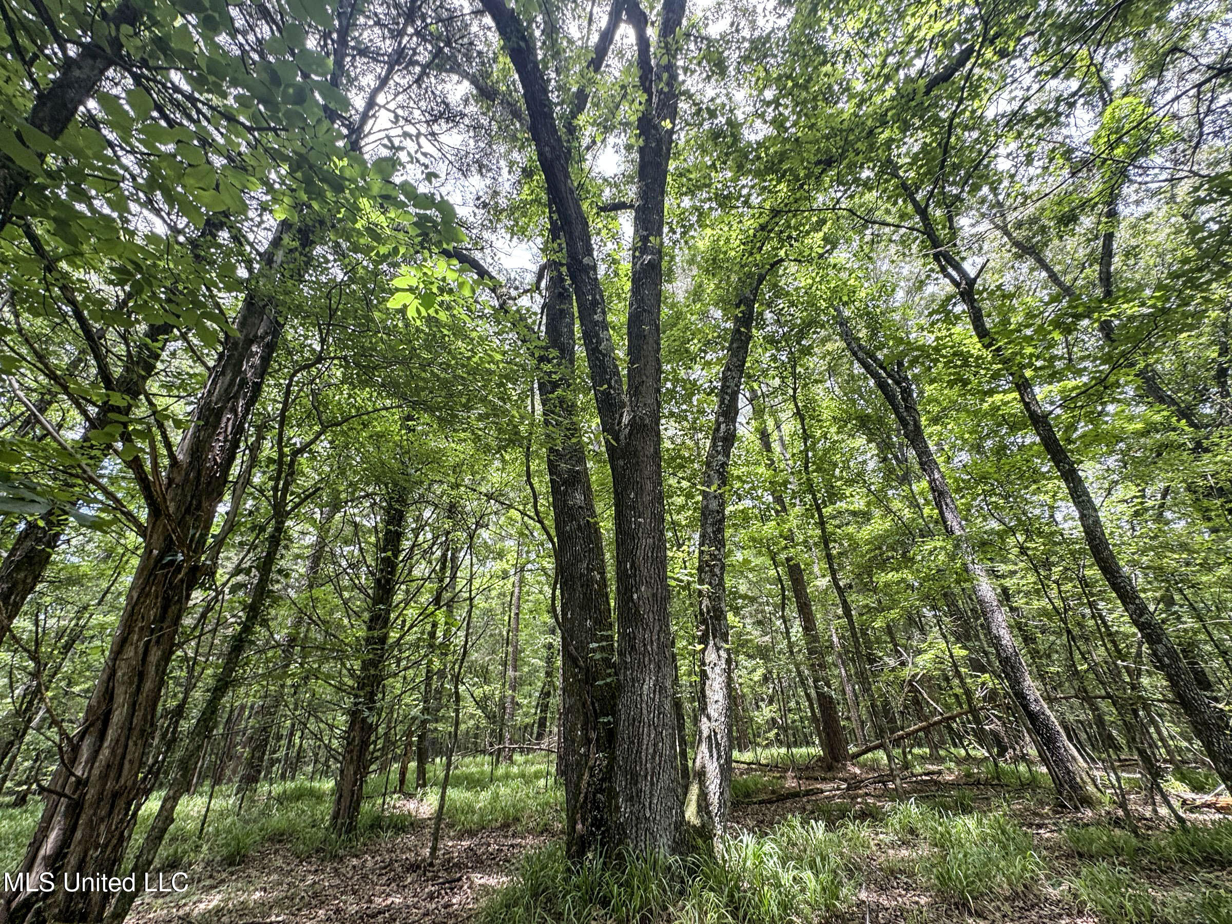 Pine Lodge Road Road Batesville, MS 38606 - Photo 69 of 99 4pleur19