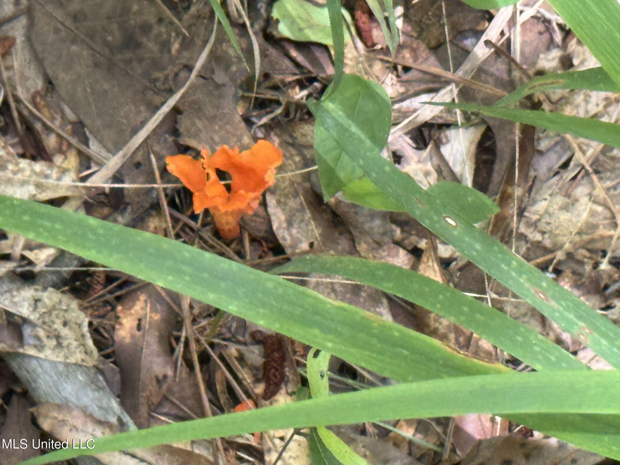 Pine Lodge Road Road Batesville, MS 38606 - Photo 72 of 99 4pleur22