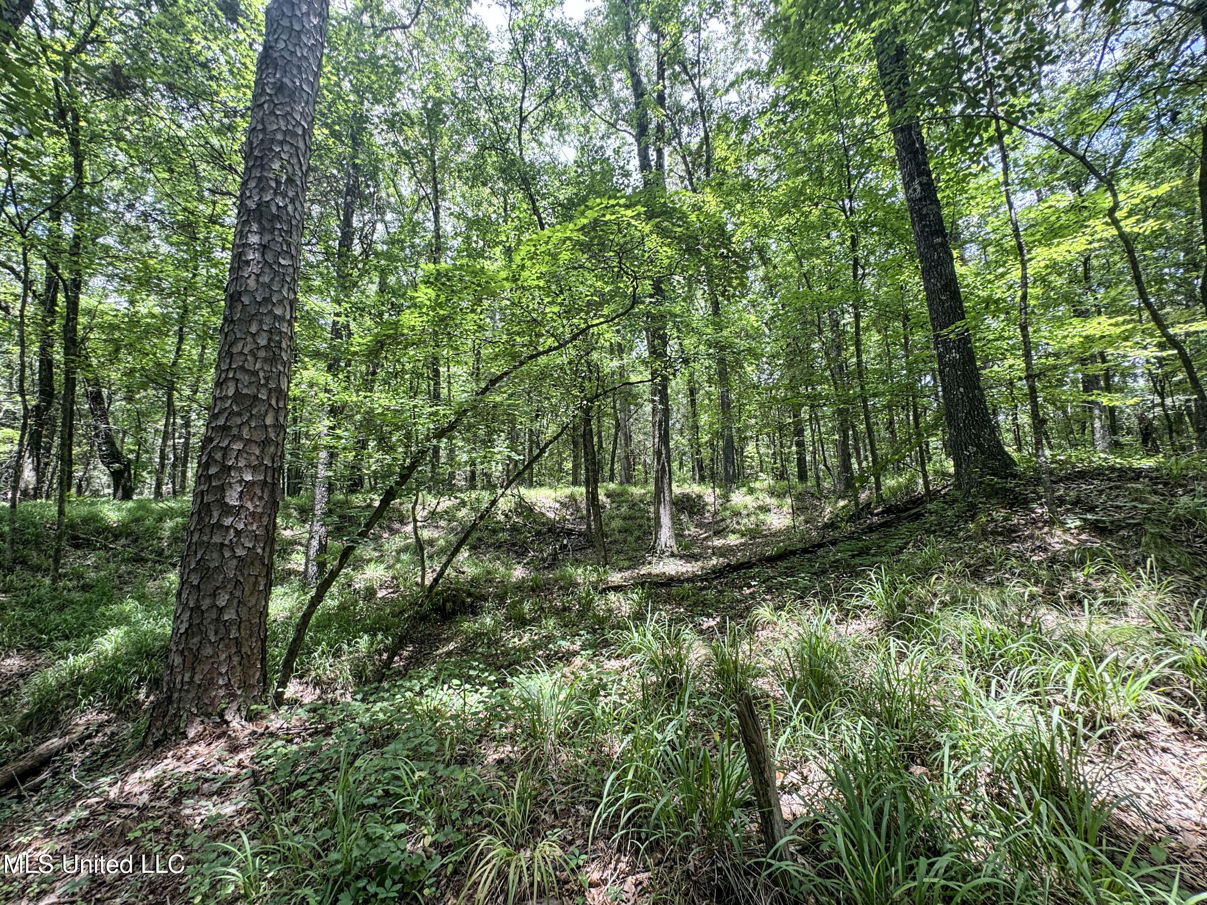 Pine Lodge Road Road Batesville, MS 38606 - Photo 74 of 99 4pleur24