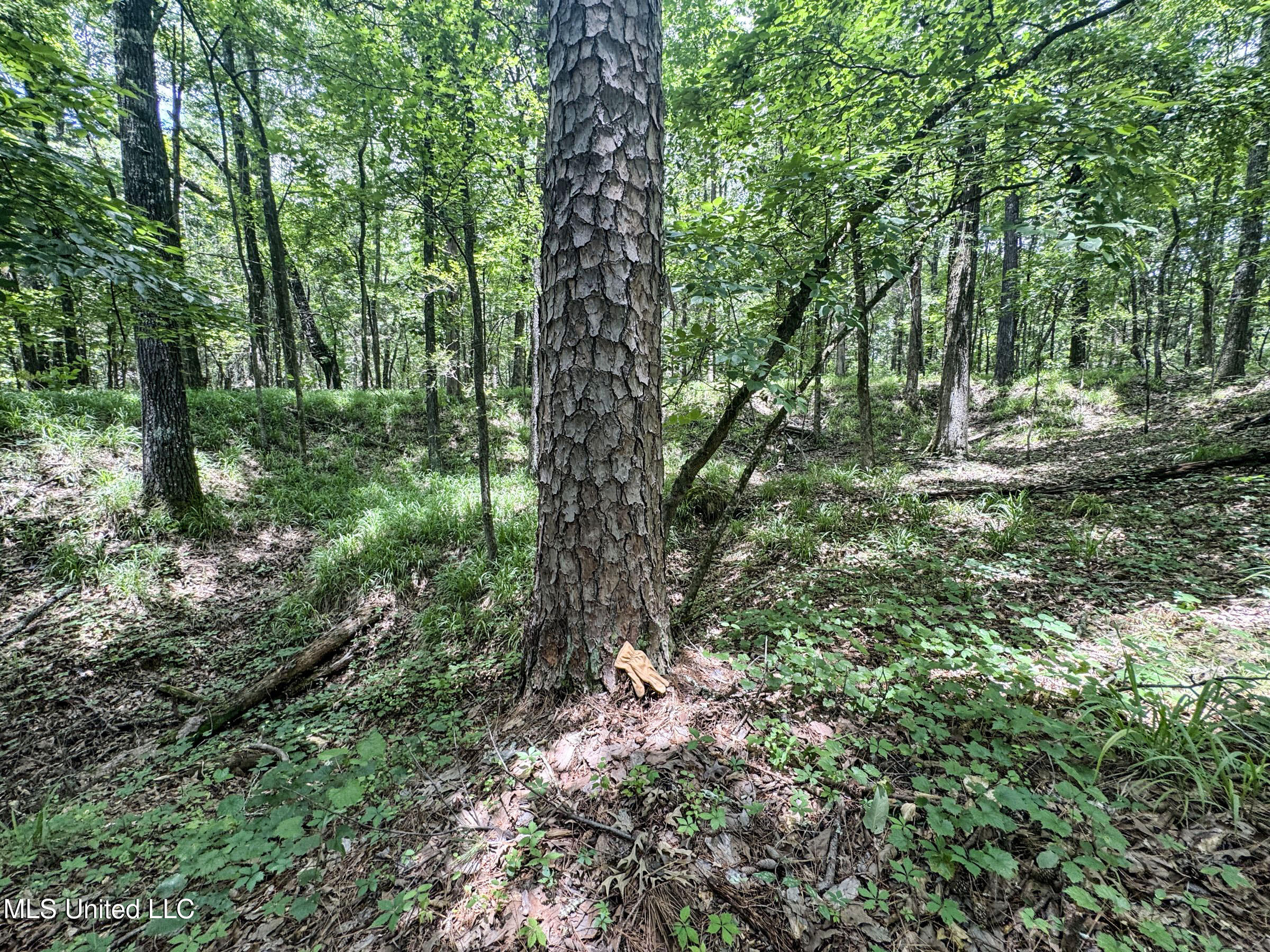 Pine Lodge Road Road Batesville, MS 38606 - Photo 76 of 99 4pleur26