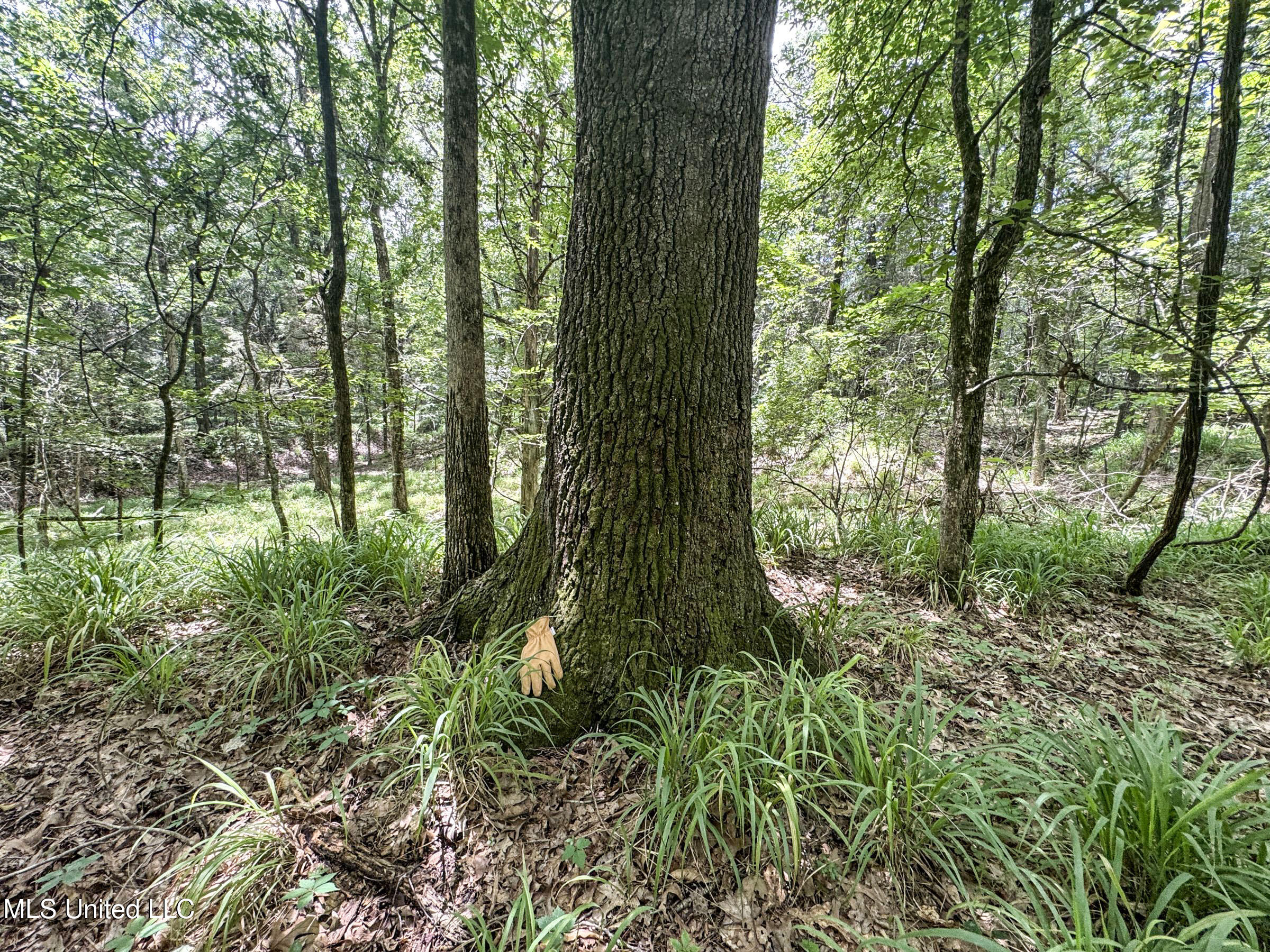 Pine Lodge Road Road Batesville, MS 38606 - Photo 83 of 99 4pleur33