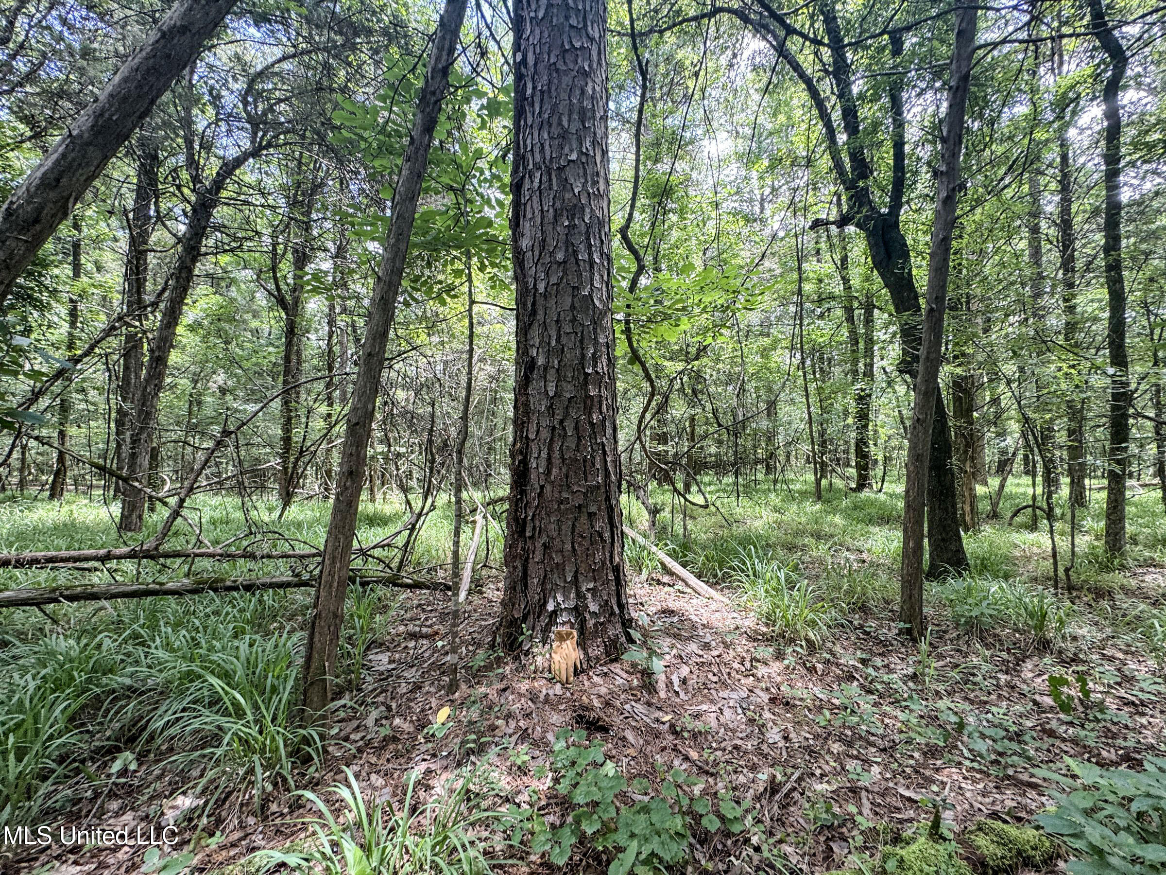 Pine Lodge Road Road Batesville, MS 38606 - Photo 85 of 99 4pleur35