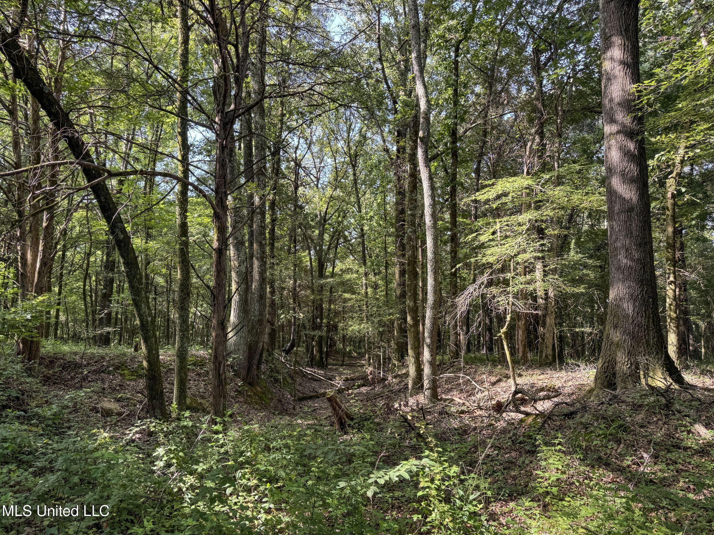 Pine Lodge Road Road Batesville, MS 38606 - Photo 95 of 99 5pleur1