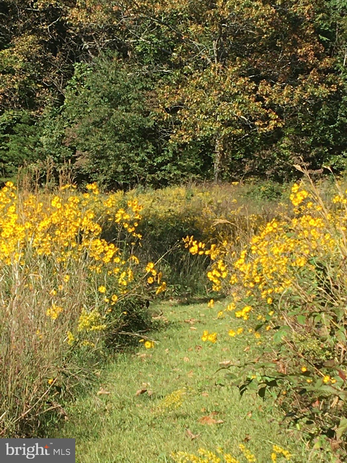 324 North Blue Ridge Turnpike Madison, VA 22727 - Photo 74 of 75