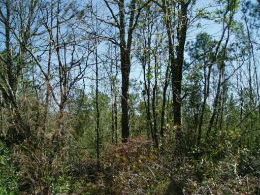 0 Bear Pond Road Moss Point, MS 39562 - Photo 3 of 7 Additional Photo