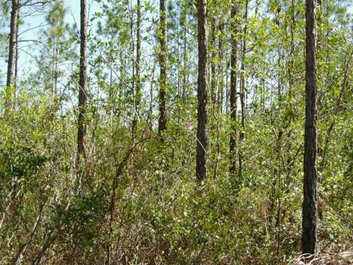 0 Bear Pond Road Moss Point, MS 39562 - Photo 5 of 7 Additional Photo