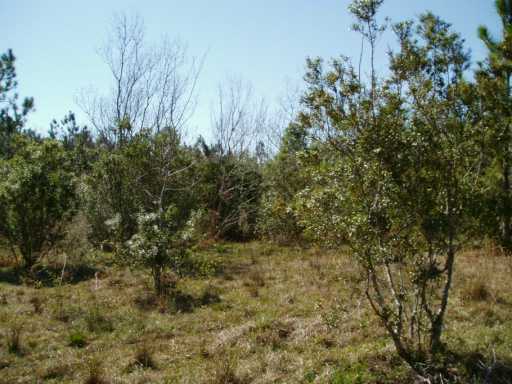 0 Bear Pond Road Moss Point, MS 39562 - Photo 7 of 7 Additional Photo