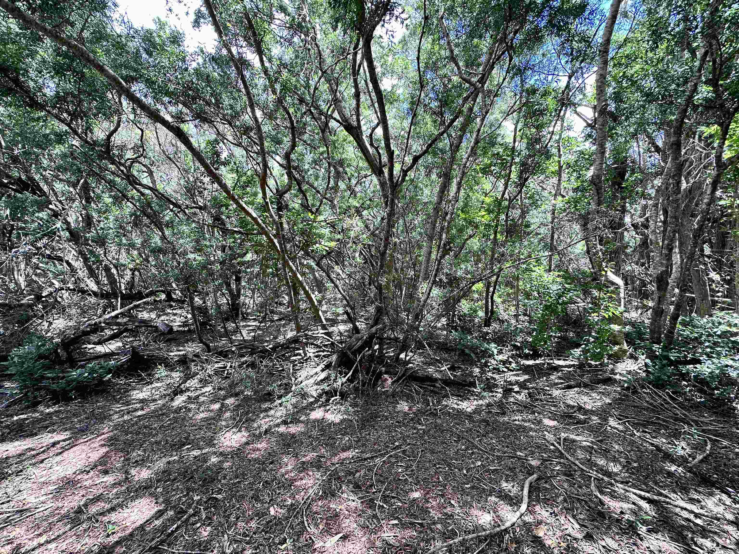 0 Kahanui Acres Place, Unit LOT A Kualapuu, HI 96757 - Photo 2 of 4