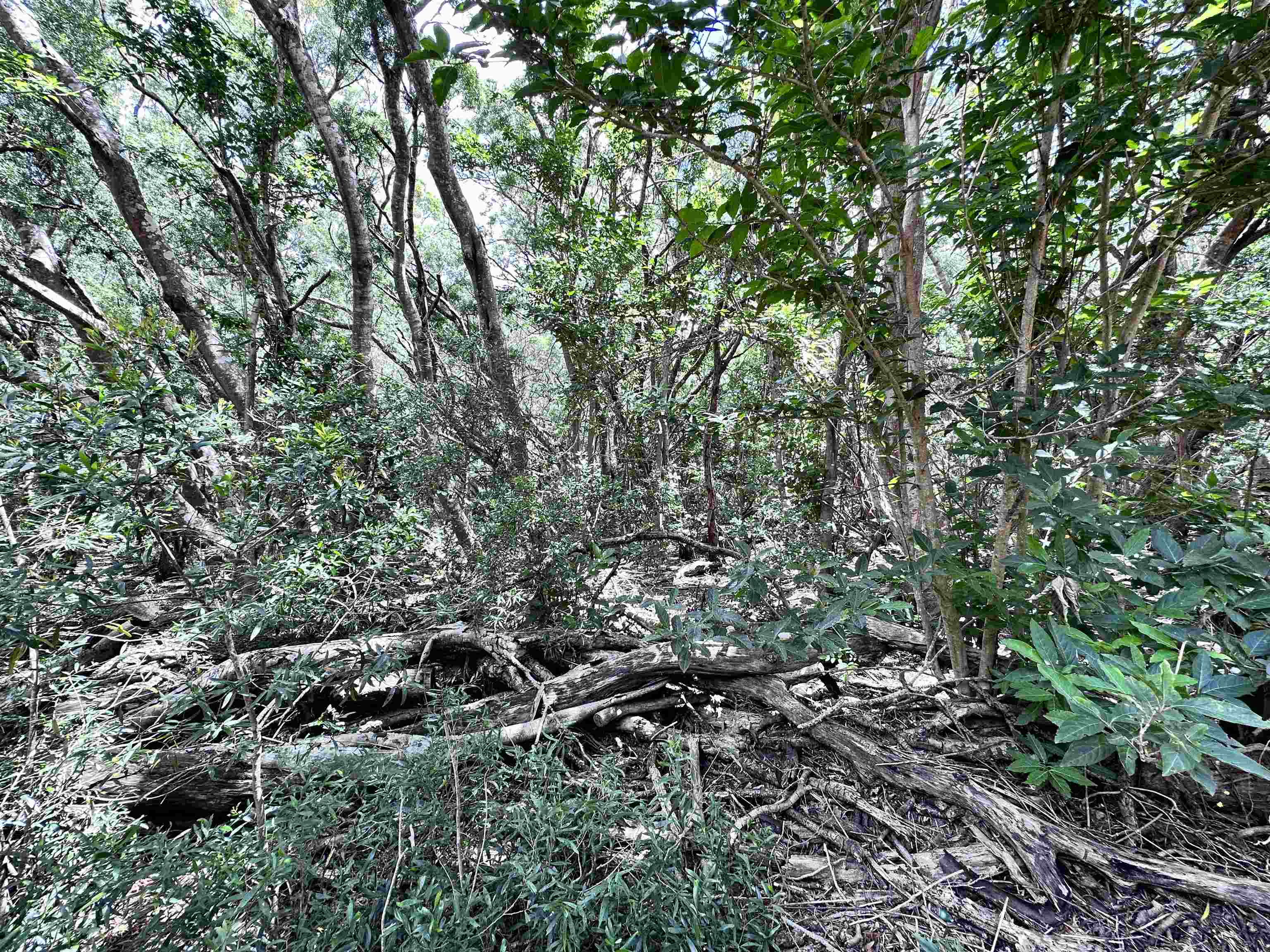 0 Kahanui Acres Place, Unit LOT A Kualapuu, HI 96757 - Photo 3 of 4