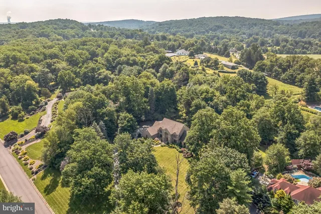 a view of a forest with a mountain