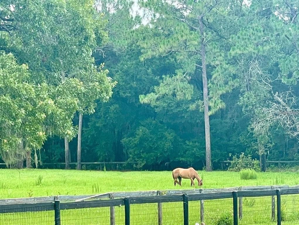 6375 Southwest 63rd Street Ocala, FL 34474 - Photo 4 of 35 a view of a park with trees
