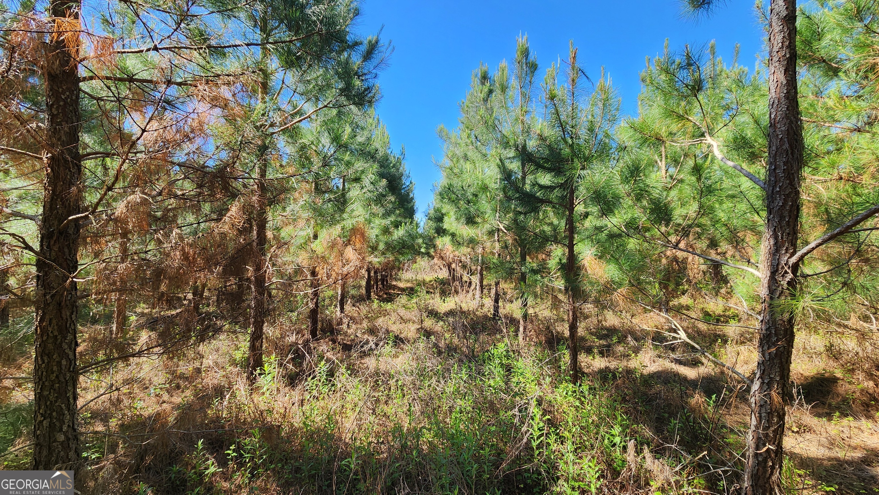 246 Melton Mill Road Dawson, GA 39842 - Photo 10 of 78