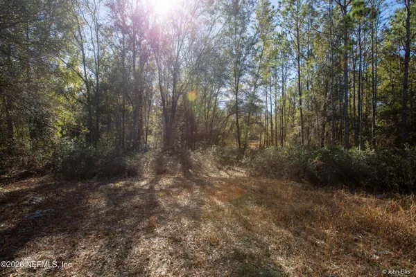 a view of forest