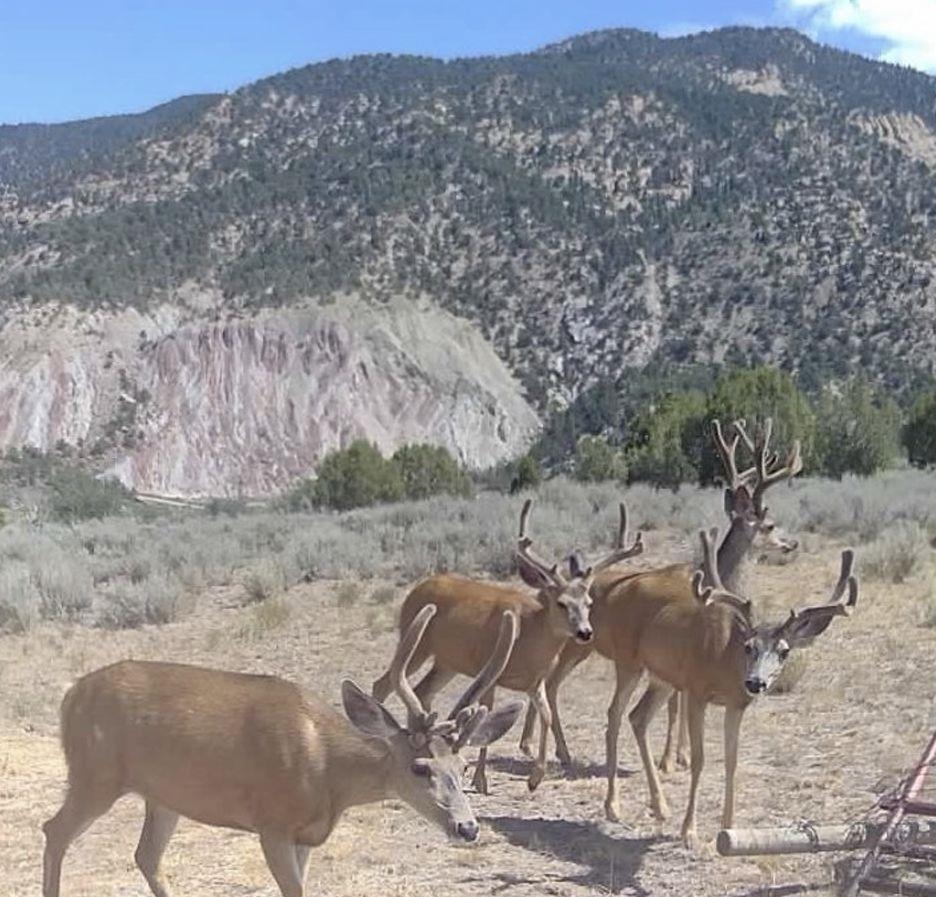 11799 Highway 13 Rifle Co 81650 Rifle, CO 81650 - Photo 14 of 42