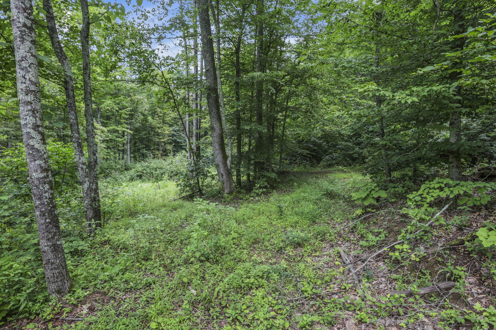 0 Greens Run Road Glouster, OH 45732 - Photo 114 of 121 114-web-or-mls-LO5A2124