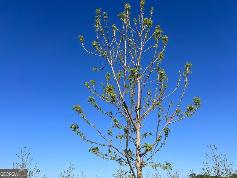 302 East Flournoy Road Hawkinsville, GA 31036 - Photo 20 of 20 a view of a flower pot with wooden floor