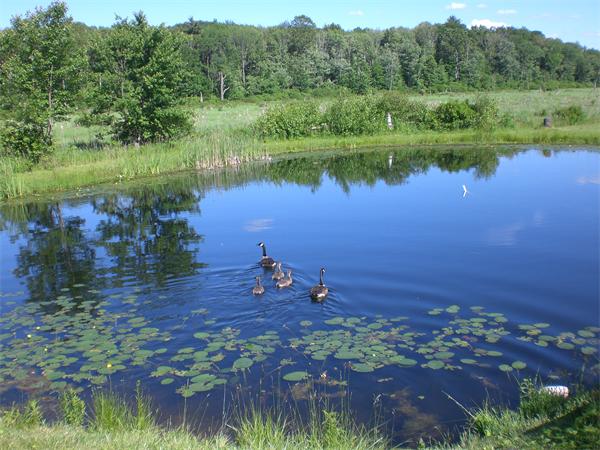 698 Town Farm Road Warren, MA 01083 - Photo 11 of 19 a view of a lake from a yard