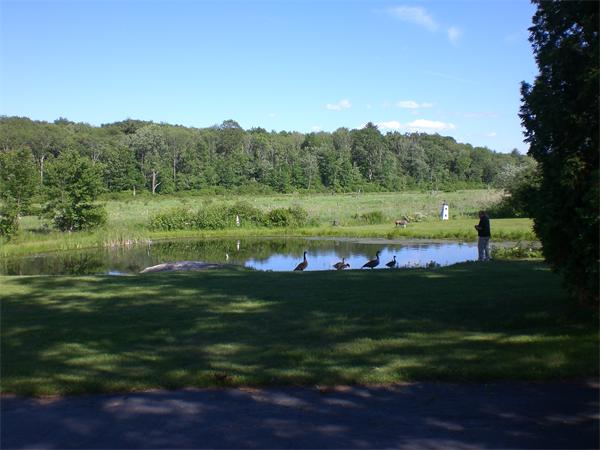 698 Town Farm Road Warren, MA 01083 - Photo 10 of 19 a view of a grassy field with an trees