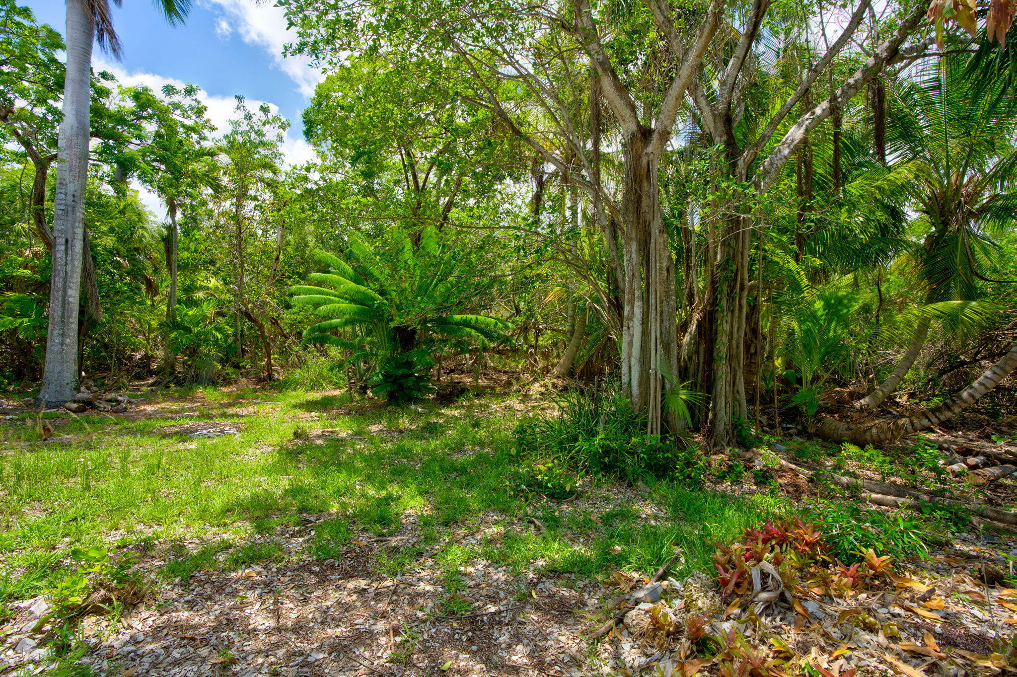 21702 Asturias Road Cudjoe, FL 33042 - Photo 36 of 44 Greenery