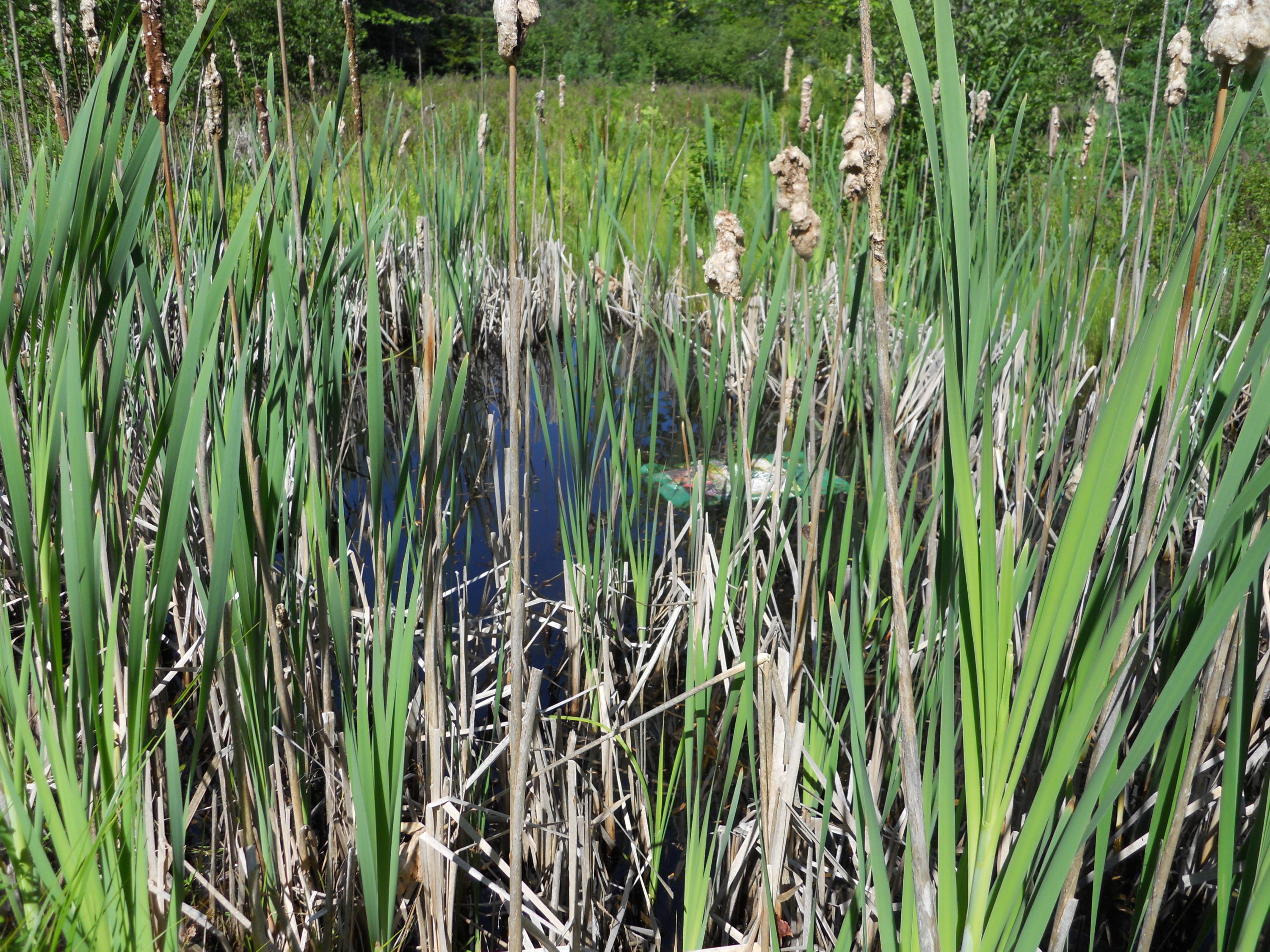 1326 Main Road Islesboro, ME 04848 - Photo 34 of 35 POND DSCN0379