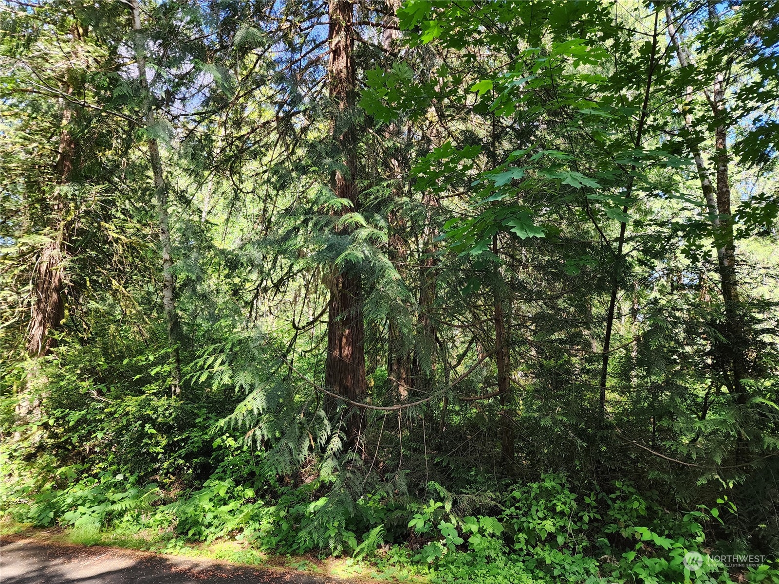 161 East Geist Point Road Shelton, WA 98584 - Photo 12 of 14 a view of a tree
