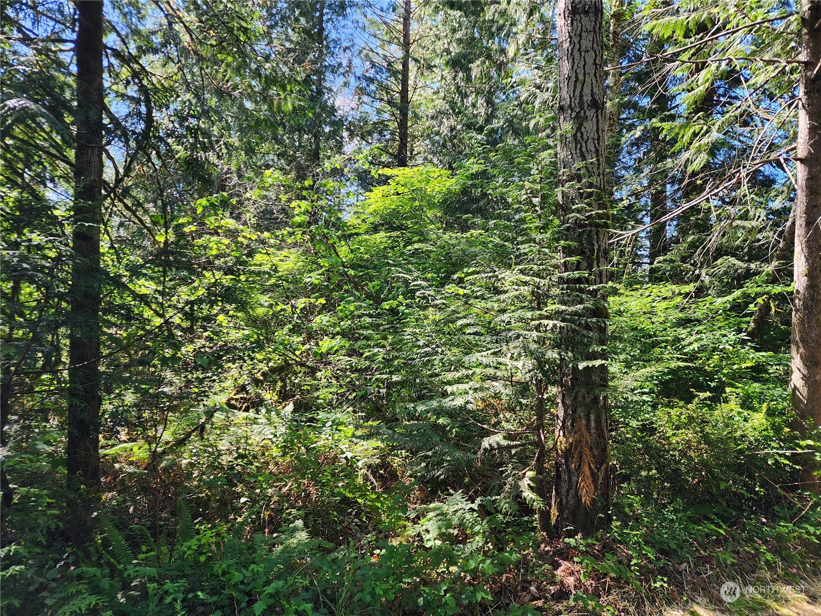 161 East Geist Point Road Shelton, WA 98584 - Photo 13 of 14 a plant view