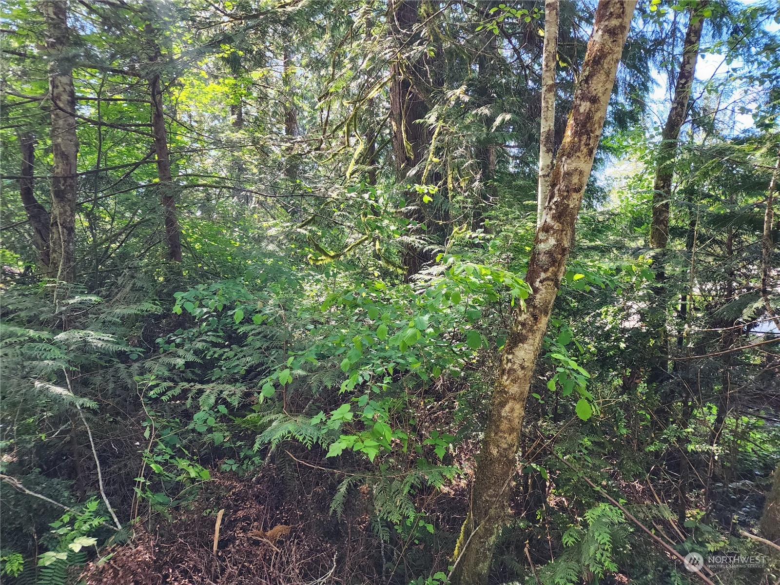 161 East Geist Point Road Shelton, WA 98584 - Photo 9 of 14 a view of a lush green forest