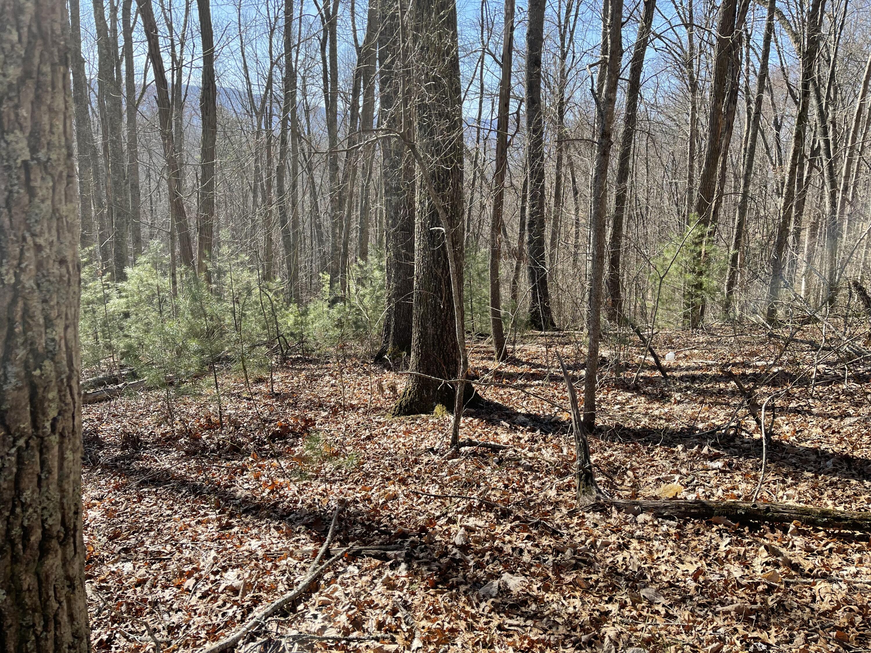 0 Mining Ridge Road, Unit 14 Mountain City, TN 37683 - Photo 2 of 5 2023-03-21 10.27.57