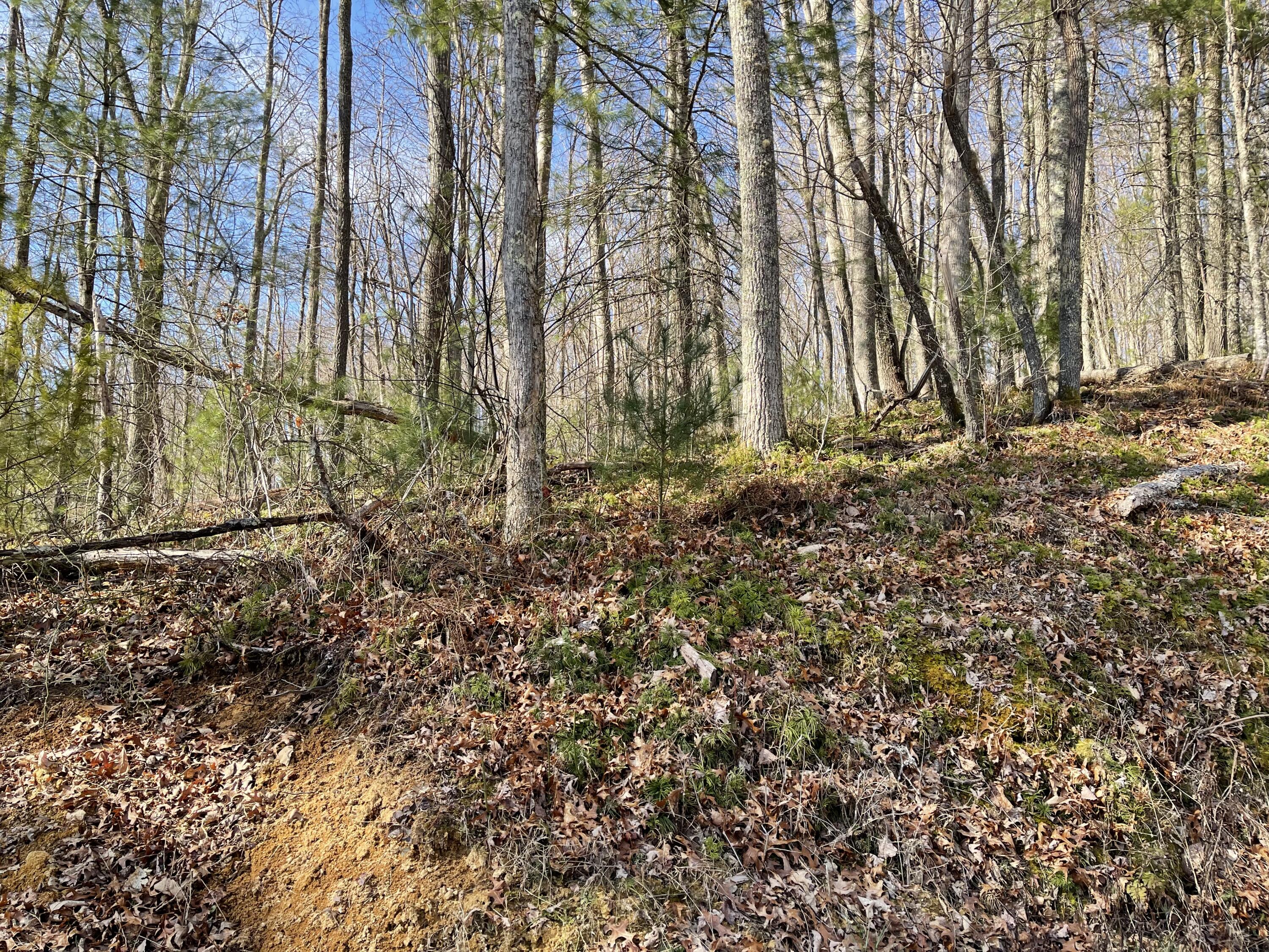 0 Mining Ridge Road, Unit 14 Mountain City, TN 37683 - Photo 3 of 5 2023-03-21 10.30.09