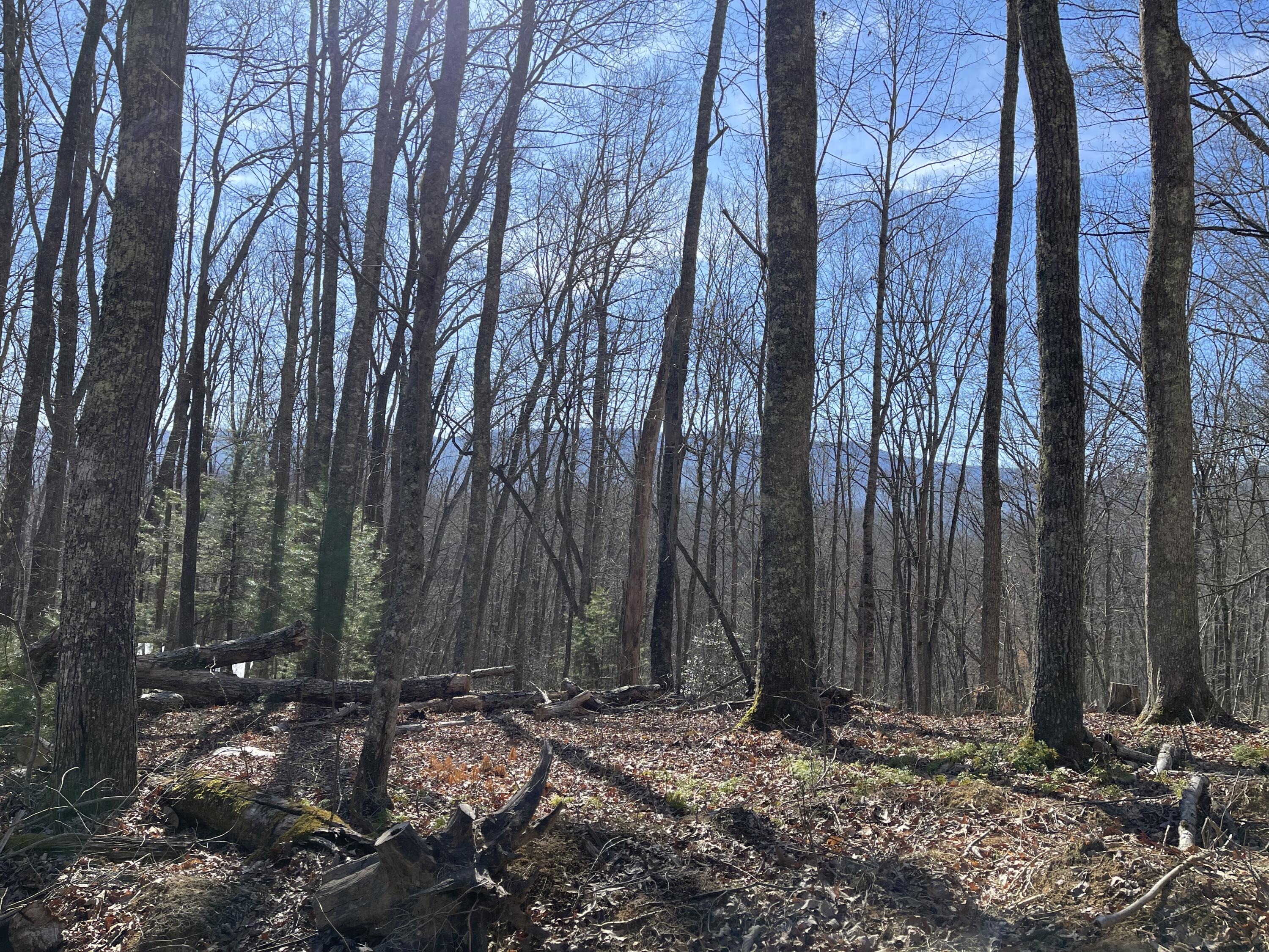 0 Mining Ridge Road, Unit 14 Mountain City, TN 37683 - Photo 4 of 5 2023-03-21 10.34.13