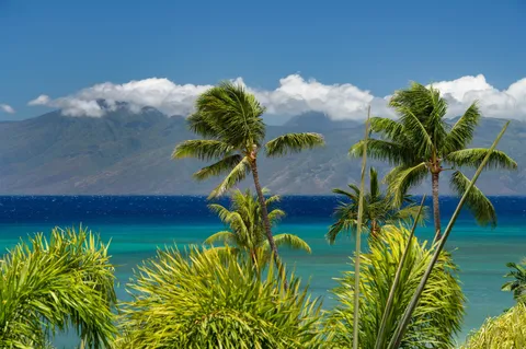 a view of a plant in a garden
