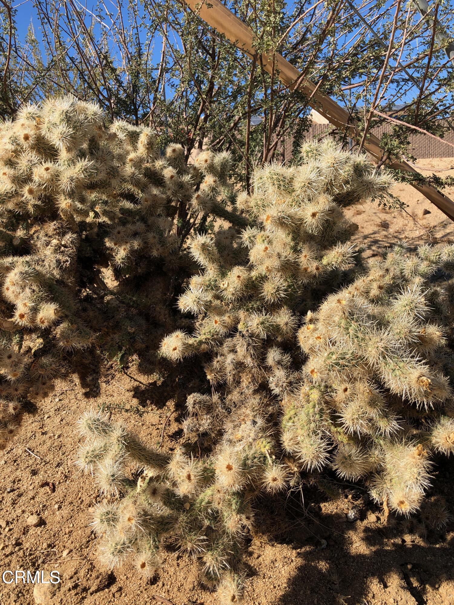7354 Quail Springs Road Joshua Tree, CA 92252 - Photo 53 of 56 a view of a tree