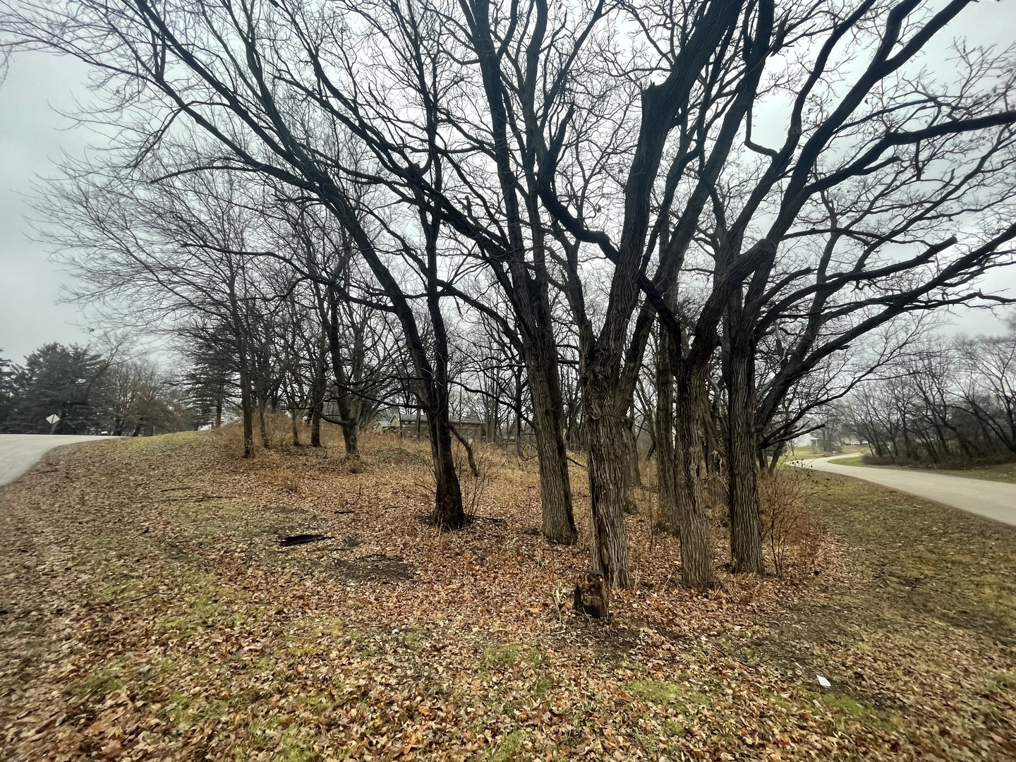 0 Kinnikinnick Drive Roscoe, IL 61073 - Photo 1 of 8 a view of dirt yard with a trees