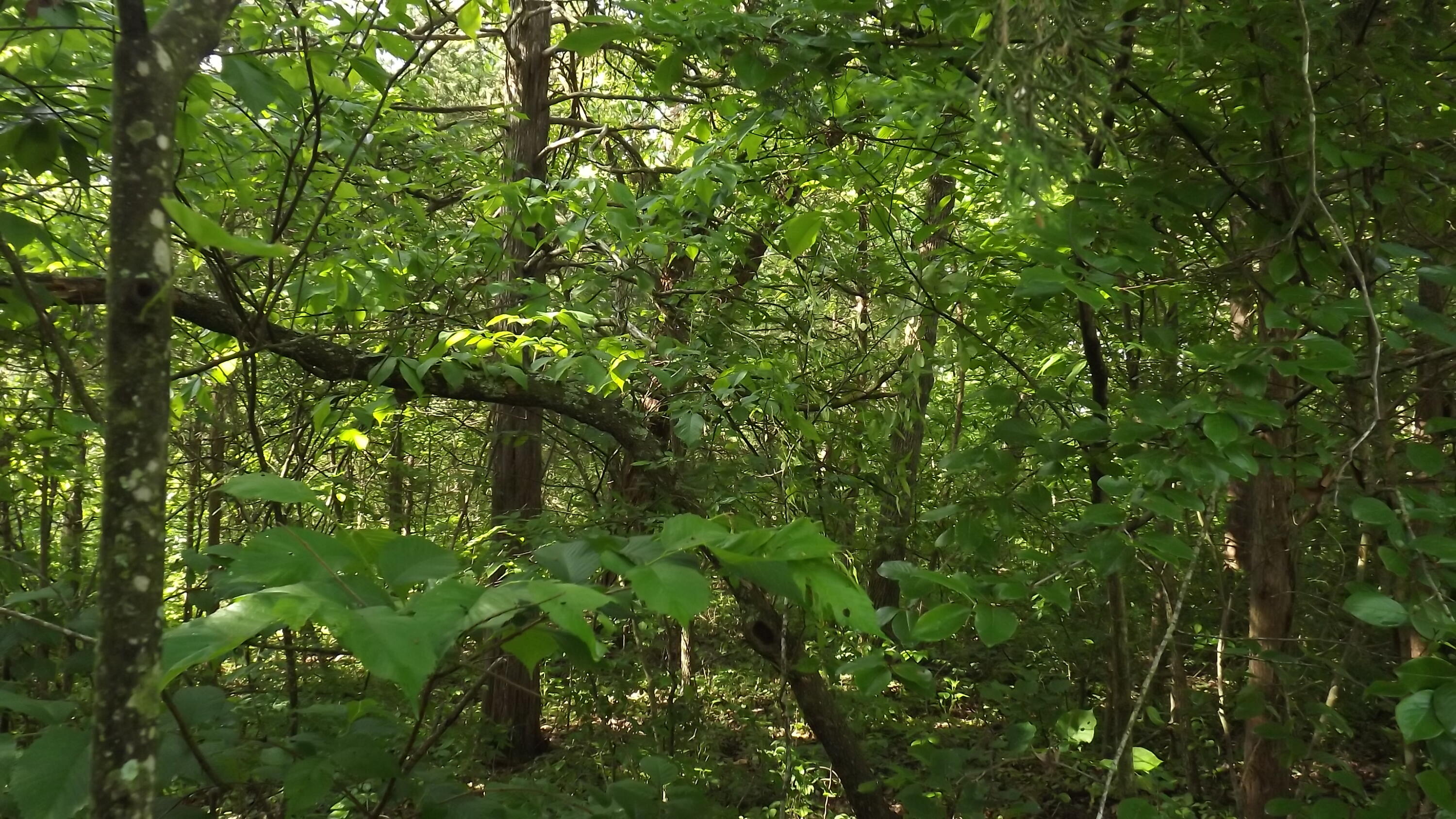 38-39 40 Lake Road Shell Knob, MO 65747 - Photo 1 of 1 vacant land