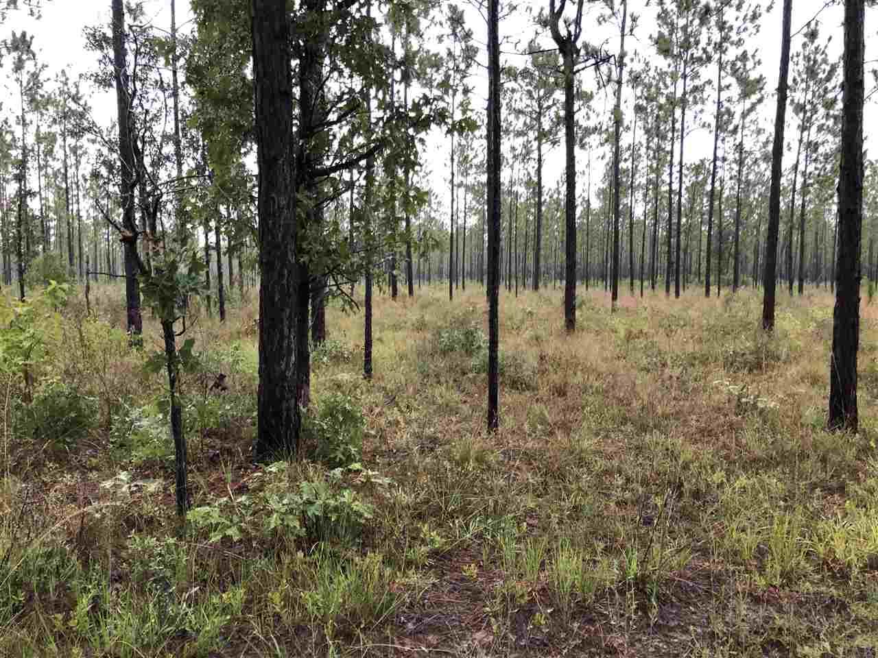 Morning Mist Road Holt, FL 32564 - Photo 3 of 5 Gallery Image 3