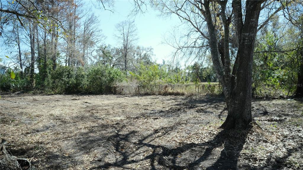 0 North Lockwood Ridge Road Sarasota, FL 34243 - Photo 5 of 7 a view of a yard with large trees