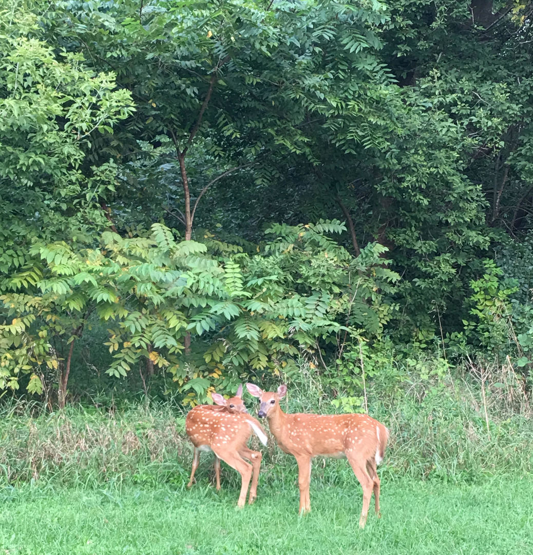237 Valley Road Trout Valley, IL 60013 - Photo 43 of 48 a couple of lawn chairs sitting in a backyard