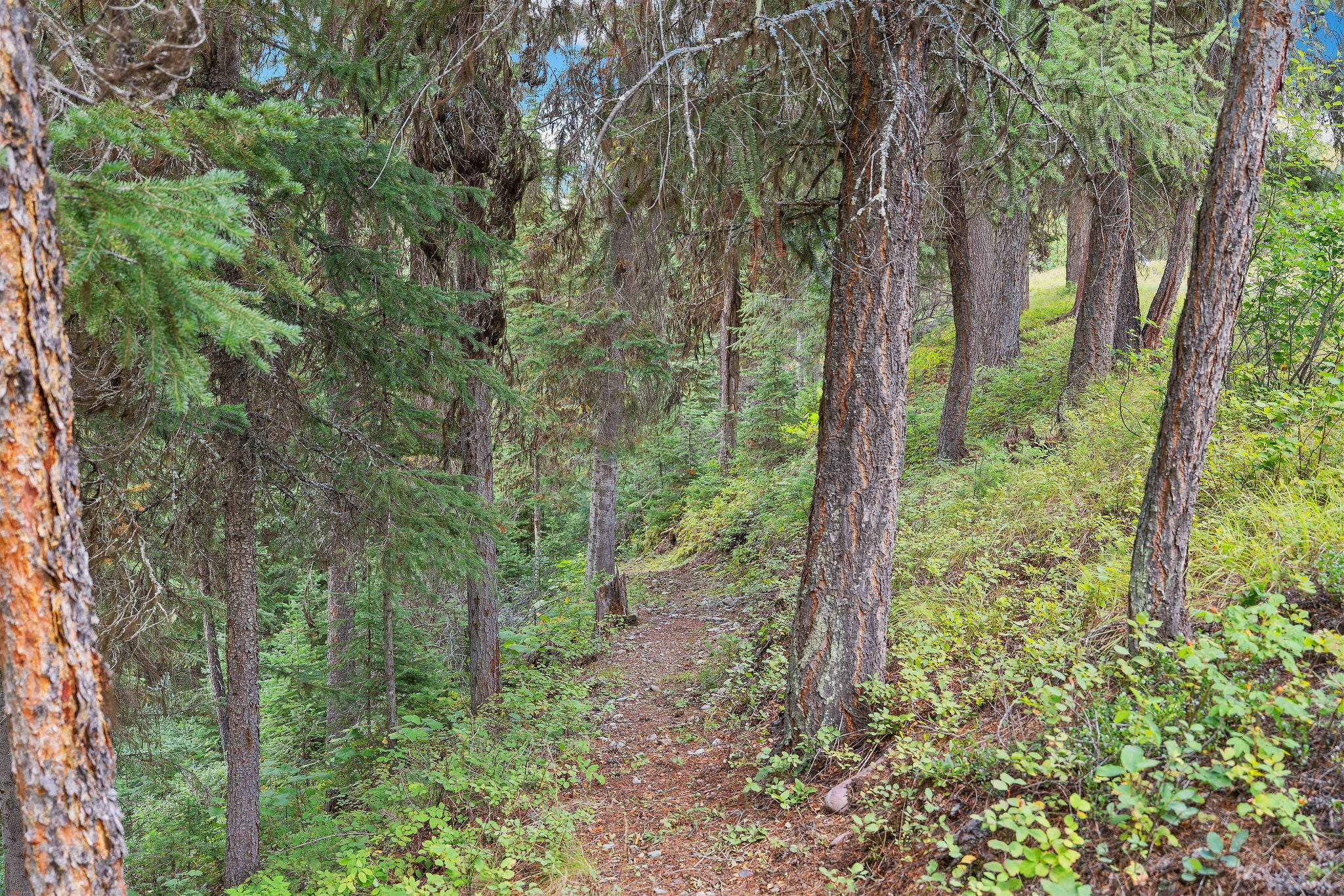 14000 North Fork Road Polebridge, MT 59928 - Photo 51 of 66 Gallery Image 51