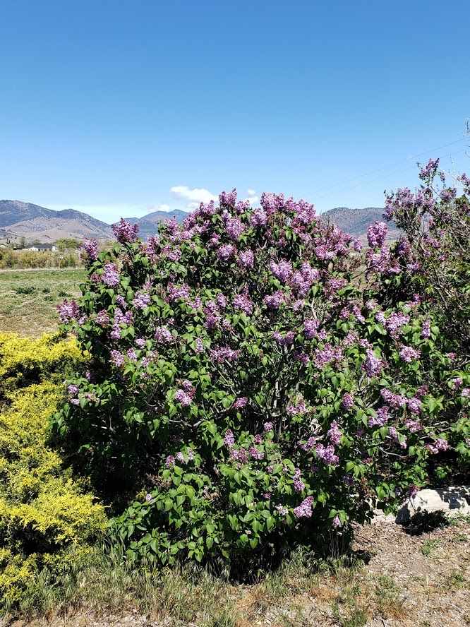 505-538 Golf Course Road Montague, CA 96064 - Photo 19 of 23 Gallery Image 19
