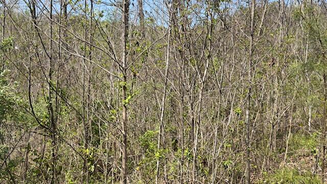Indian Creek Road Burnside, KY 42519 - Photo 3 of 6 IMG_5314