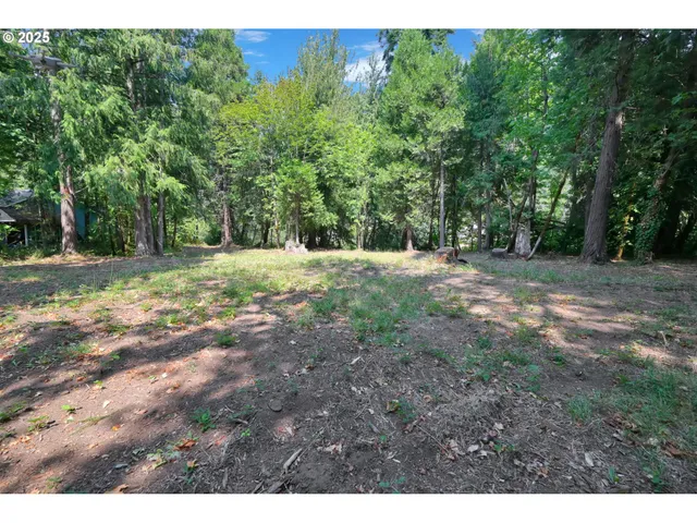 a view of a forest with trees in the background